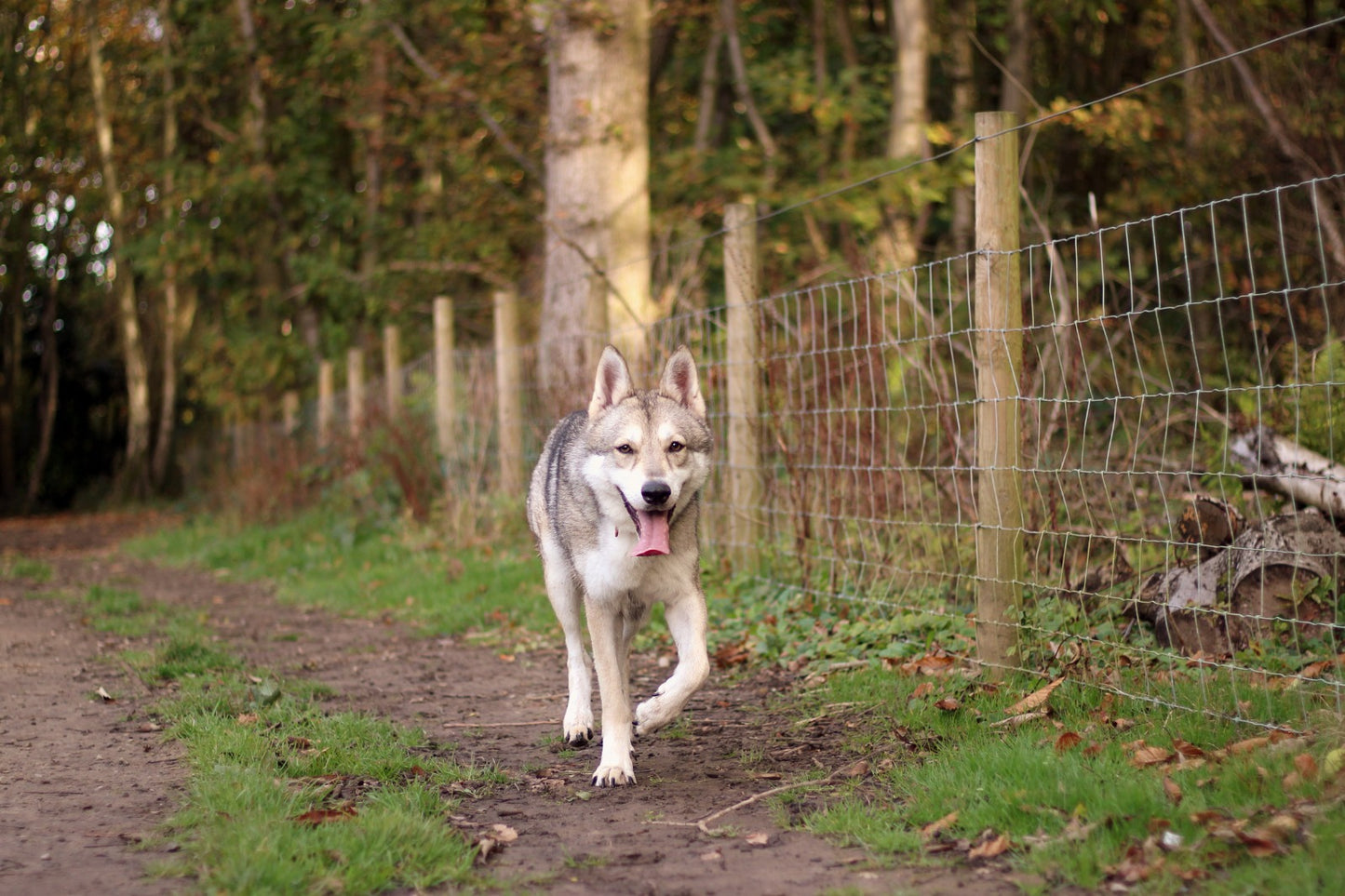 Balades pour chiens