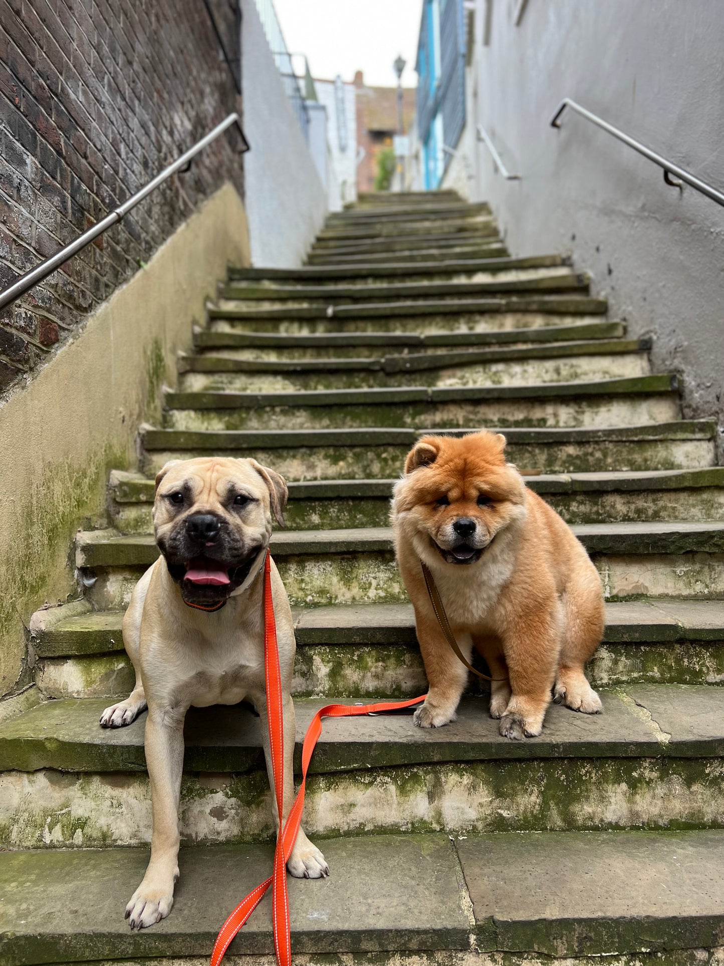 Promenades éducatives pour chiens