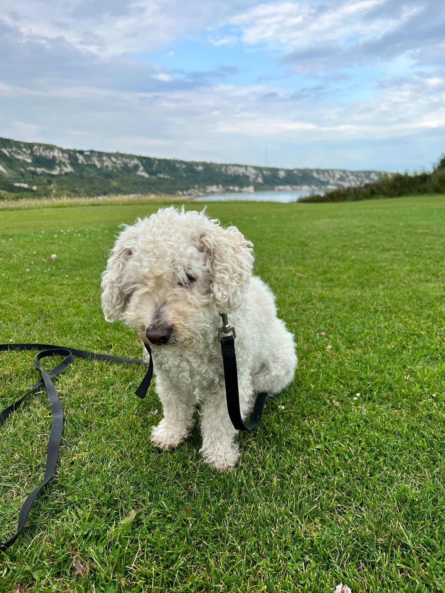 Coaching Canin à Domicile