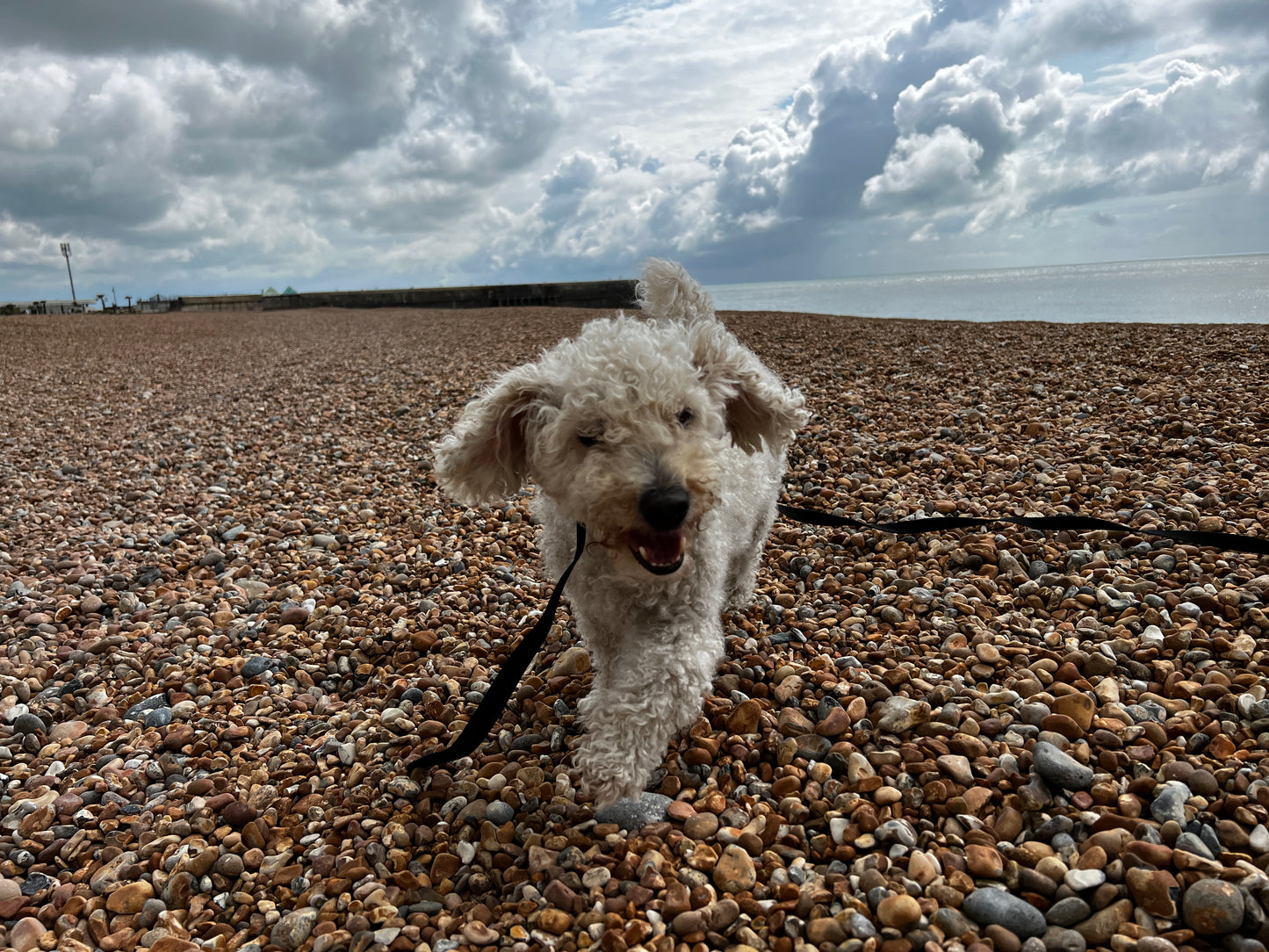 Promenades éducatives pour chiens