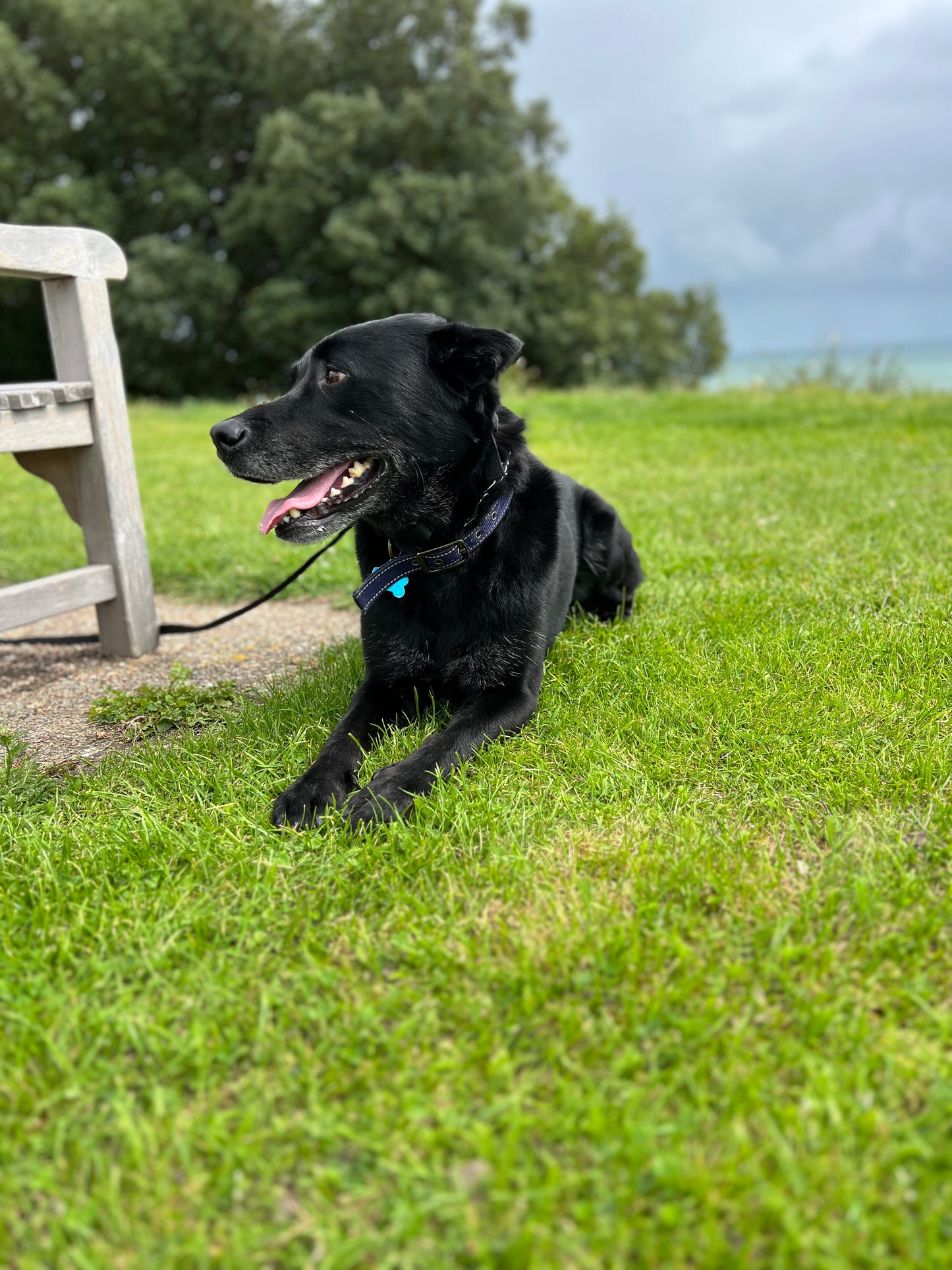 Balades pour chiens