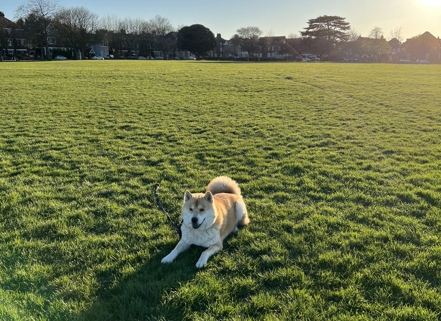 Educational walks for dogs