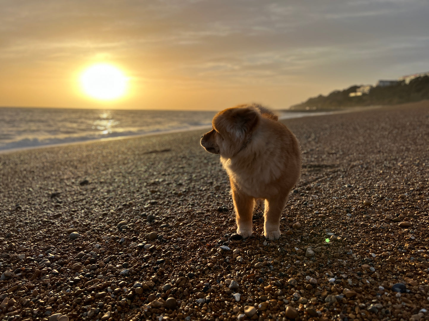 Stage Canin : Transformez le Comportement de Votre Chien/Chiot en Une Journée