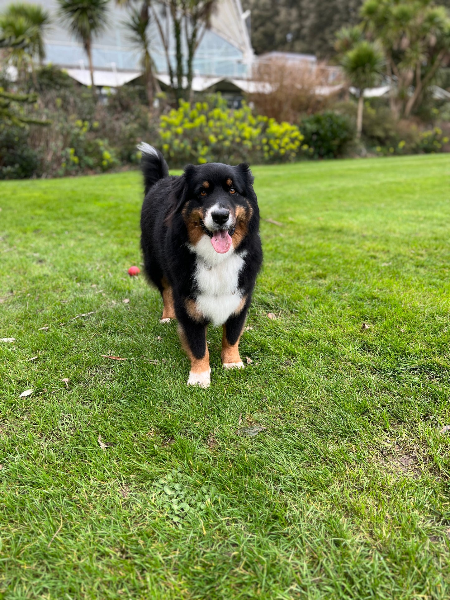 Stage Canin : Transformez le Comportement de Votre Chien/Chiot en Une Journée