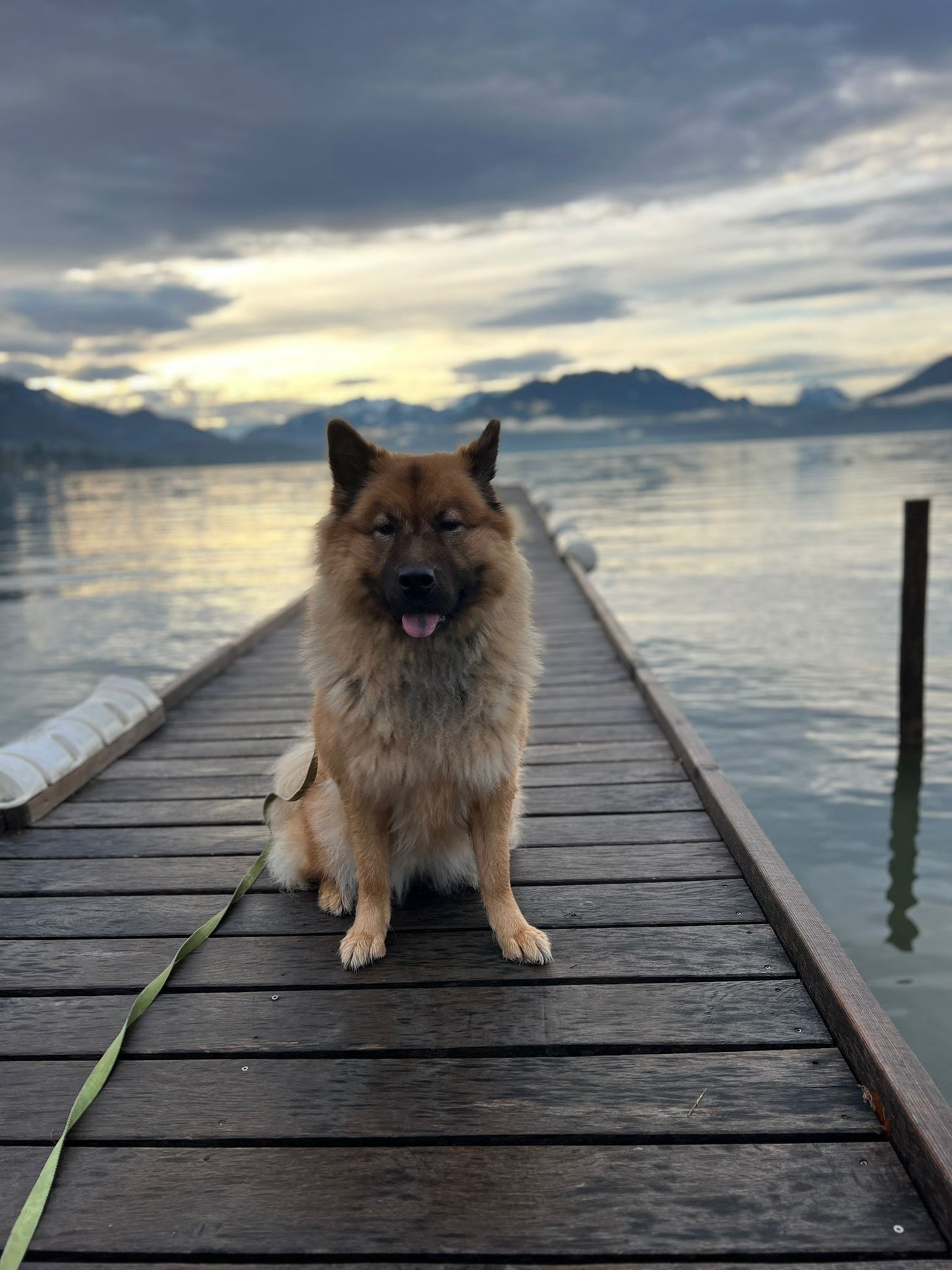 Stage Canin : Transformez le Comportement de Votre Chien/Chiot en Une Journée